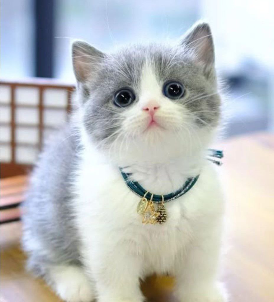 Don't FOMO this 
This gonna be a runner 
$SHIRO

CA: FuJkw2vgov82x8DXbhPfmH6S6ZSJxvtjj1DQ7TsMpump