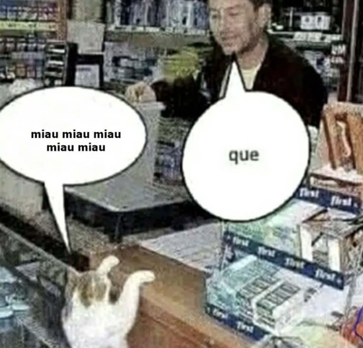 gatos fazendo gatices tweet media