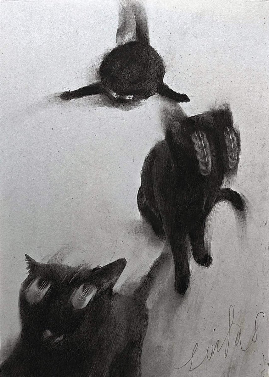 Black cats are not bad luck (@visualscat) on Twitter photo 