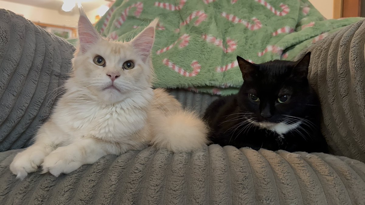 KatDestination's tweet image. It looks like pumpkin thinks pandas breath smells 😅