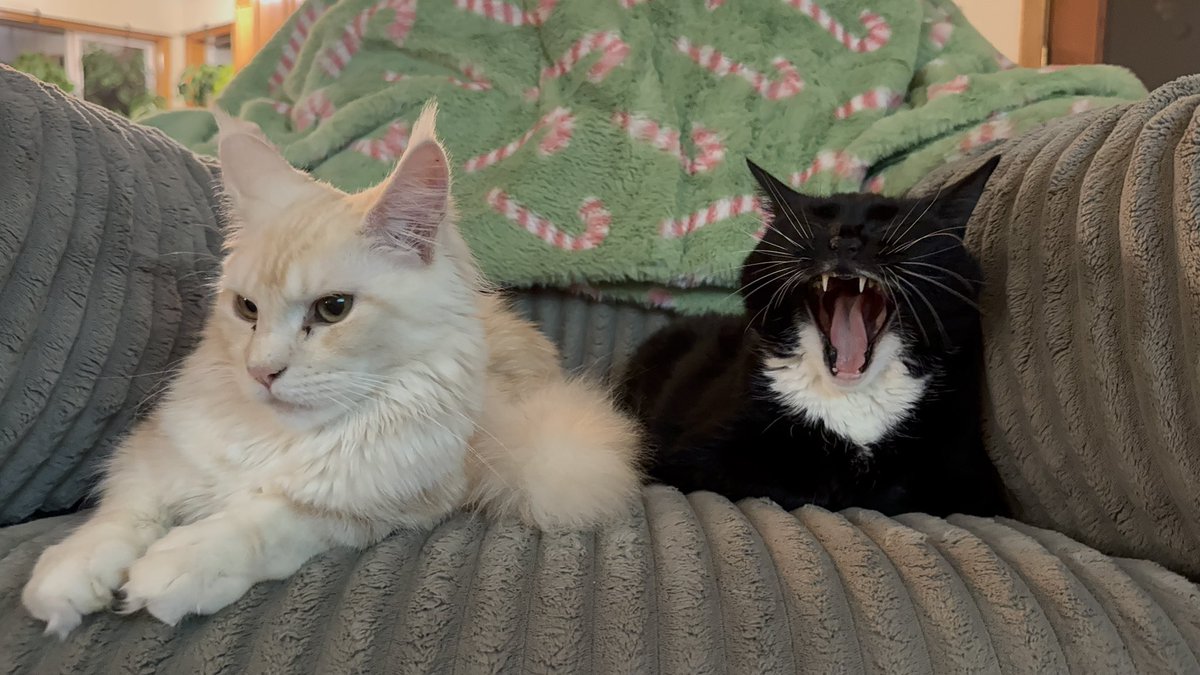 KatDestination's tweet image. It looks like pumpkin thinks pandas breath smells 😅