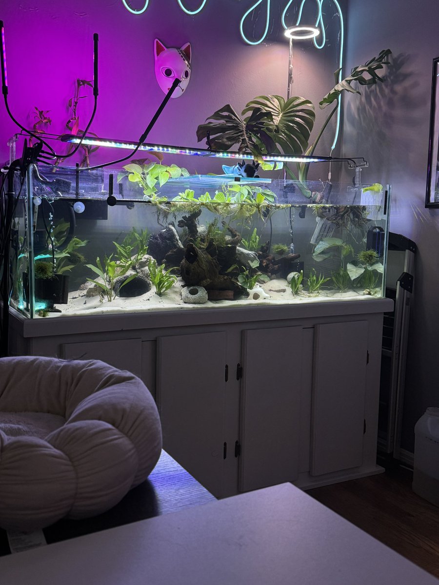 LadiGeek on kick tweet media