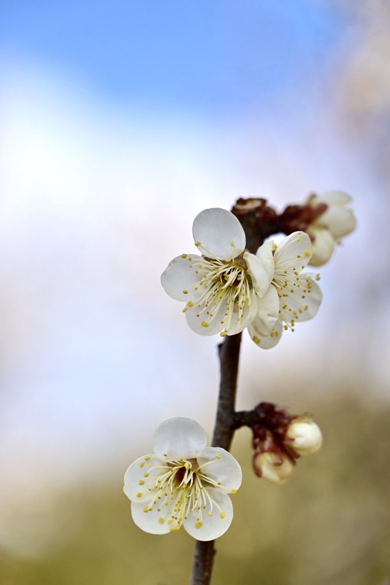 Flower Photo Club Community on X - 4.6K Members