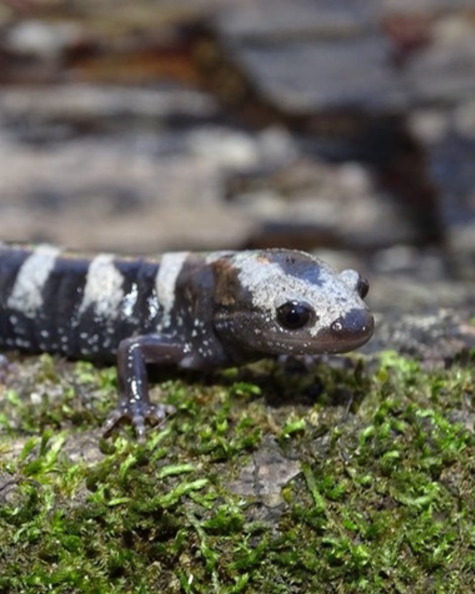 Southeast PARC tweet media