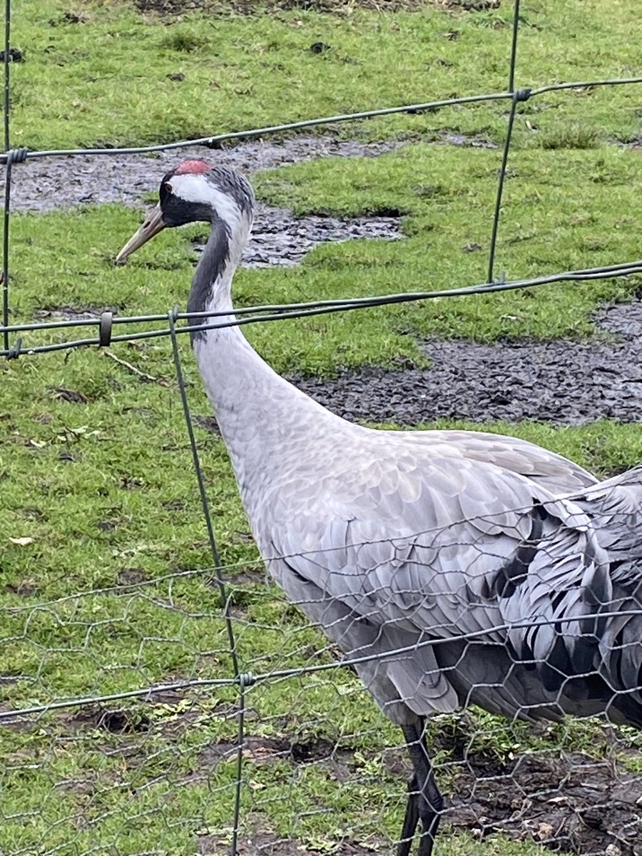 Flynn In The Forest tweet media