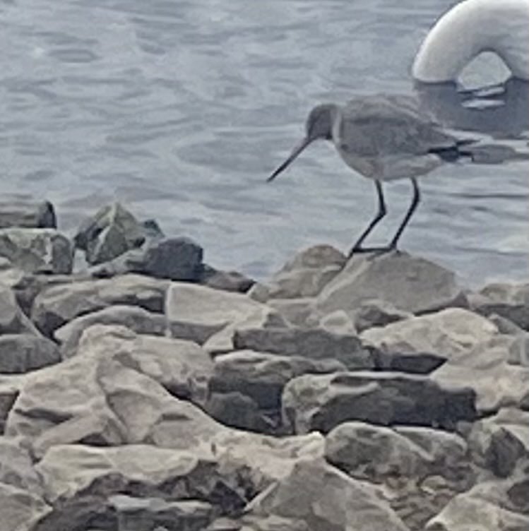 Flynn In The Forest tweet media