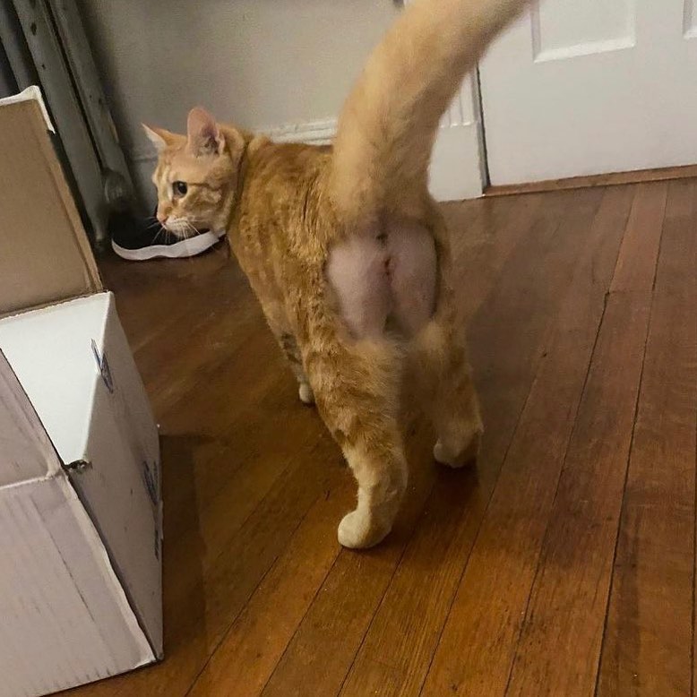 PunchingCat's tweet image. 