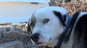 12 yaşındaki bir çocuğu enkazdan çıkardı. Karşılığında bir zaniye evladı tarafından zehirlenerek öldürüldü.

Onun gözlerine baktıkça hep şu ayet çınlar kulaklarımda.

" Kahrolası insan! Ne kadar da nankördür! "

#6Şubat2023