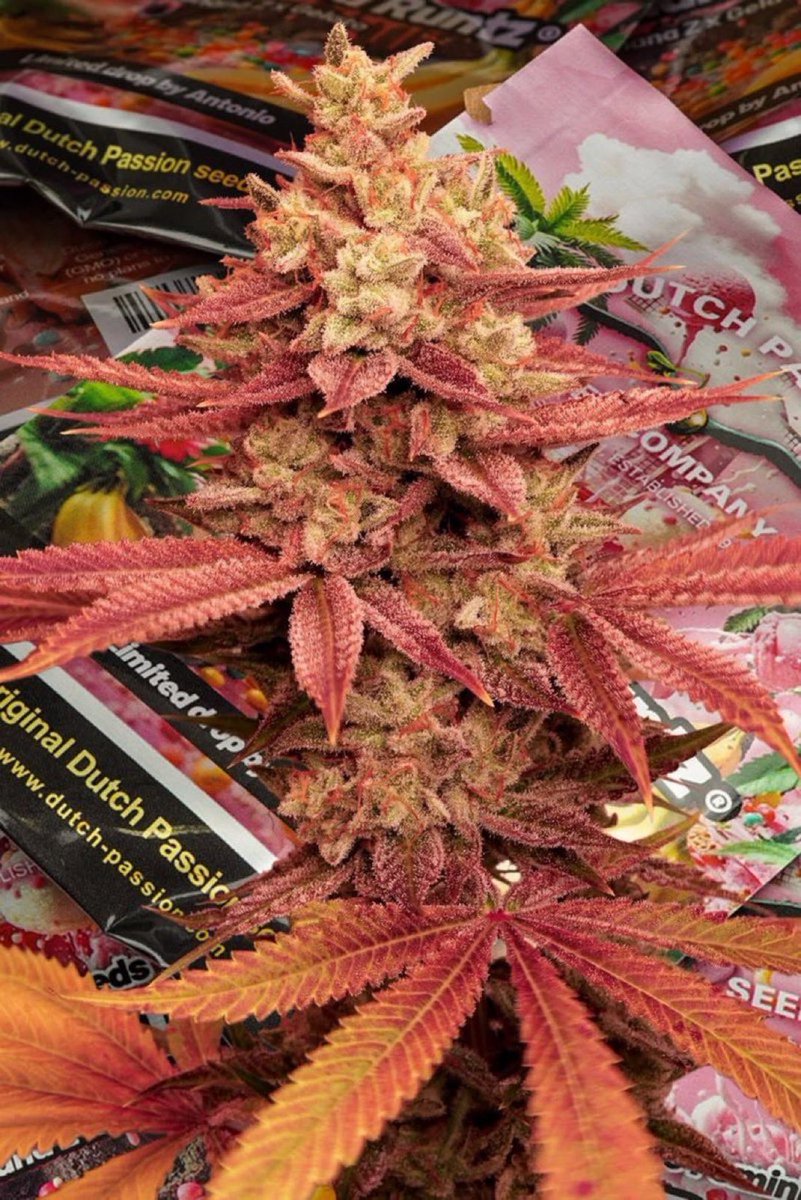 Give me a solid name for this strain