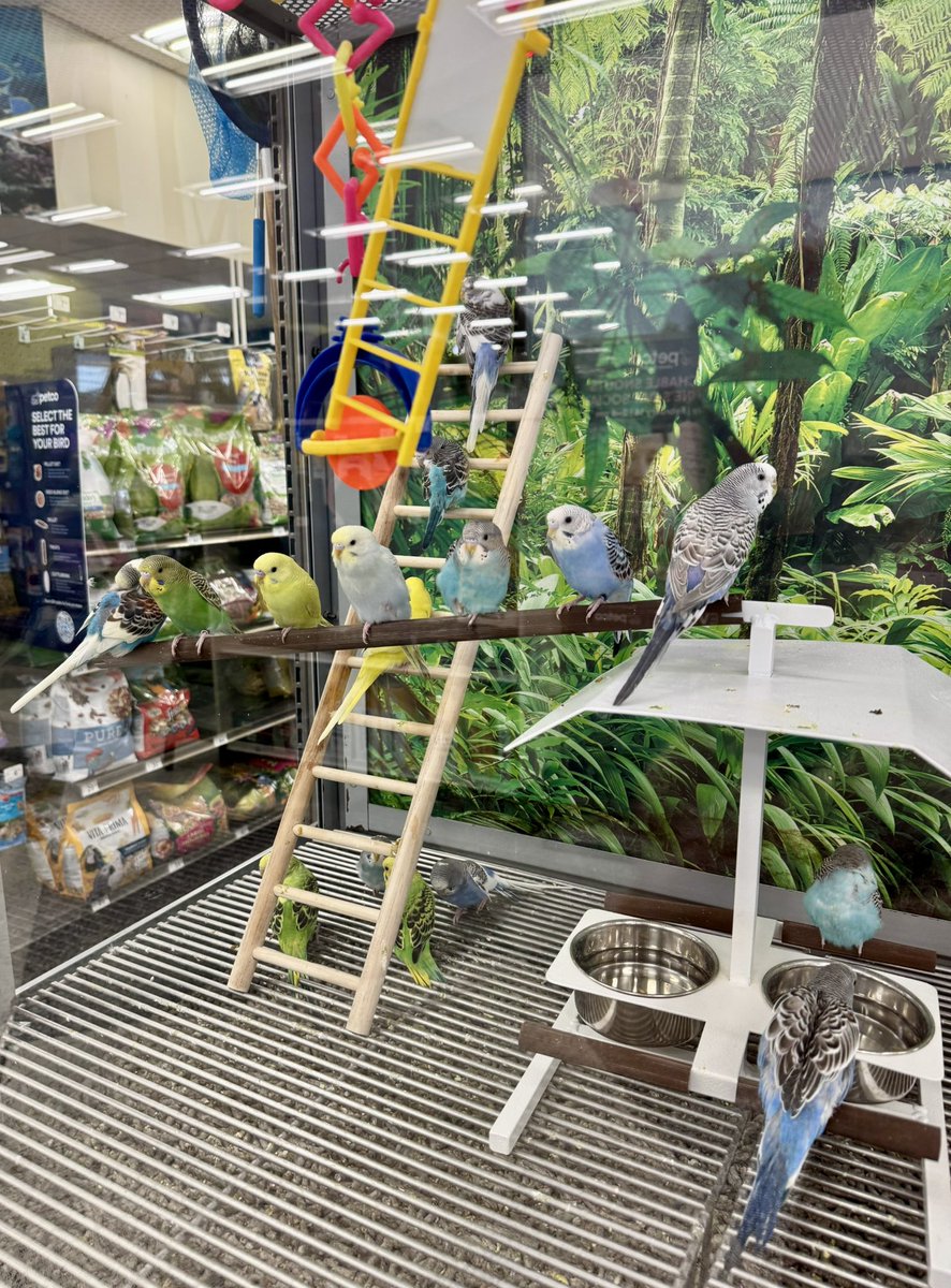 GalileeGregg's tweet photo. Beautiful Birds
 #tweet #birds #petco https://t.co/HX7s85WDjY