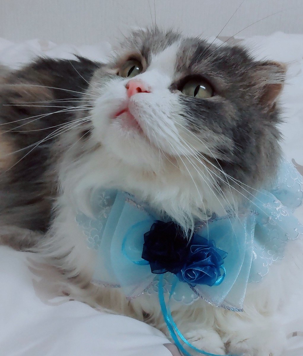 遠い空の大好きなキミへ🌈

もしかして会いに来てくれた!?
懐かしいキミの匂いやキミの足音…
姿はなくてもキミを感じられたから
それだけですごくすごく幸せ✨

#キラキラ金曜日
#大切なキミに届け🏹
#明後日HBD
#寧々結屋