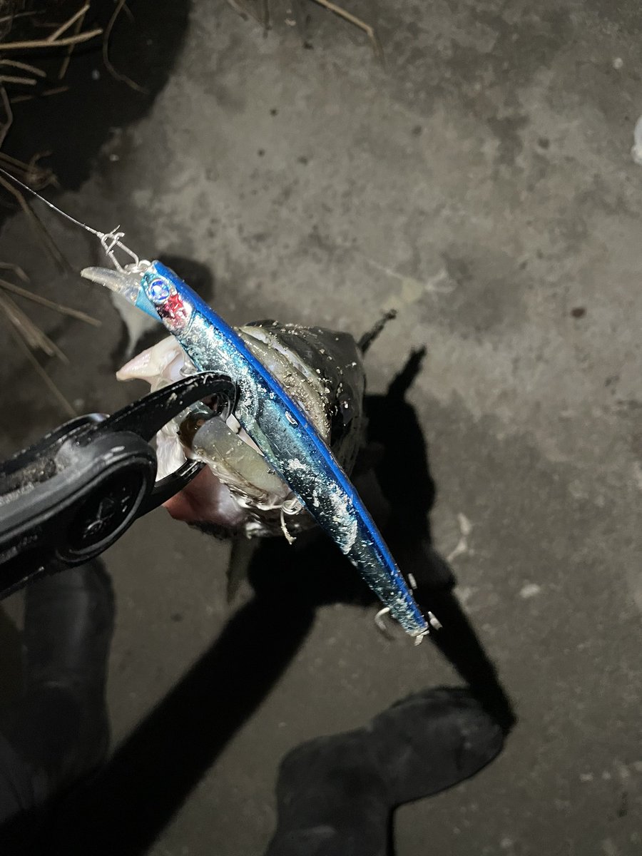 高校生アングラー RYO (@angler_ryo26) / Posts / X