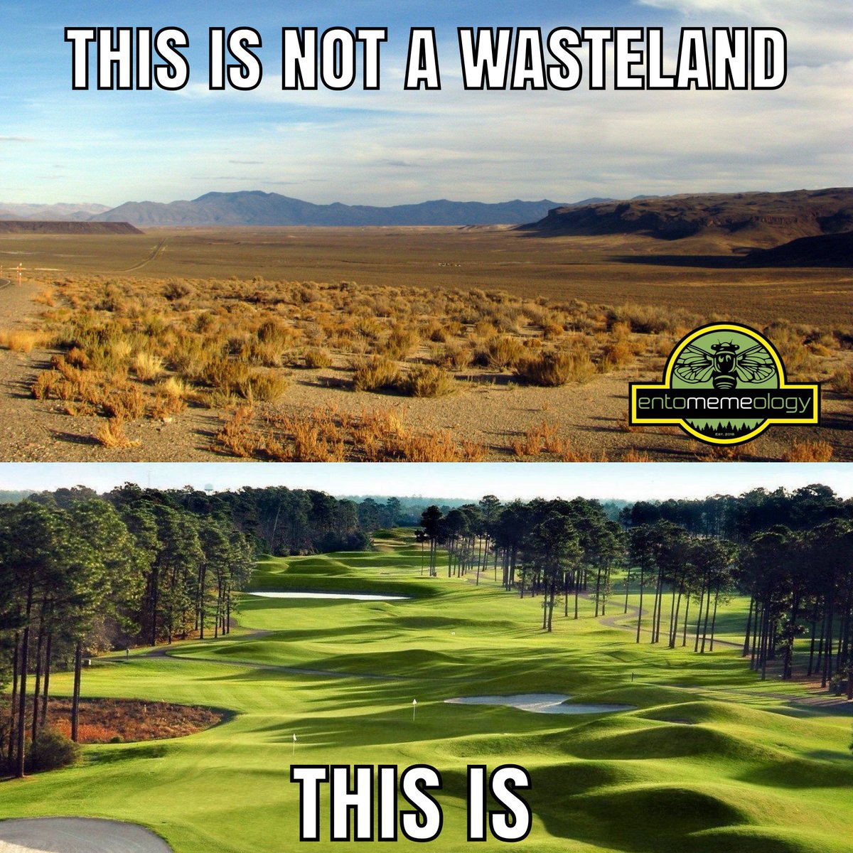 entomemeology's tweet image. 🙌