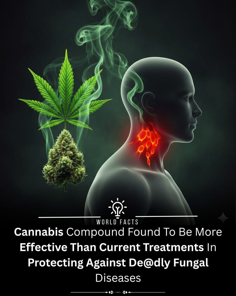 weedcoinOG's tweet photo. In a groundbreaking discovery, scientists have identified a compound in cannabis that may offer better protection against deadly fungal infections than current treatments. As drug-resistant fungi become an increasing global health threat, this natural compound could open a powerful new front in antifungal therapy.

The study revealed that a non-psychoactive component of cannabis significantly inhibited the growth of dangerous fungal strains—including Candida auris, Aspergillus fumigatus, and Cryptococcus neoformans. These pathogens often infect immunocompromised individuals and are resistant to existing medications.

Unlike many current antifungal drugs, which can cause liver toxicity or lose effectiveness over time, the cannabis-derived compound showed strong results with minimal side effects in lab models. It works by disrupting the fungal cell wall and weakening the pathogen’s ability to reproduce—without harming surrounding healthy tissue.

As fungal diseases become more widespread due to climate change and weakened immune systems, this discovery comes at a critical time. Researchers are hopeful that with further testing, this compound could lead to a new class of safer, plant-based antifungal medications.

The findings expand the medical potential of cannabis and highlight nature’s role in providing solutions for modern health challenges. While more research and clinical trials are needed, early results are promising—this could be the next breakthrough in the fight against superbugs.

#CannabisResearch #Antifungal #Superbugs #DrugResistance #MedicalBreakthrough #PlantBasedMedicine #GlobalHealth #FungalInfections #HealthcareInnovation #NatureHeals #MedicalResearch