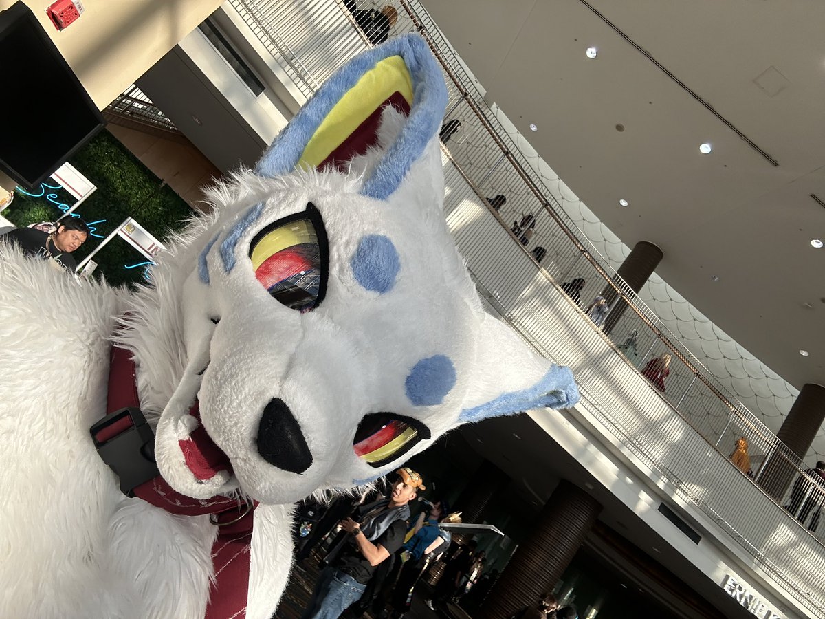PajraGaoGao's tweet photo. Always finding myself in funny spots!!
What are u up to? :o 💙☁️
#ALA26 #Animelosangeles2026 https://t.co/CDEBDApMiI