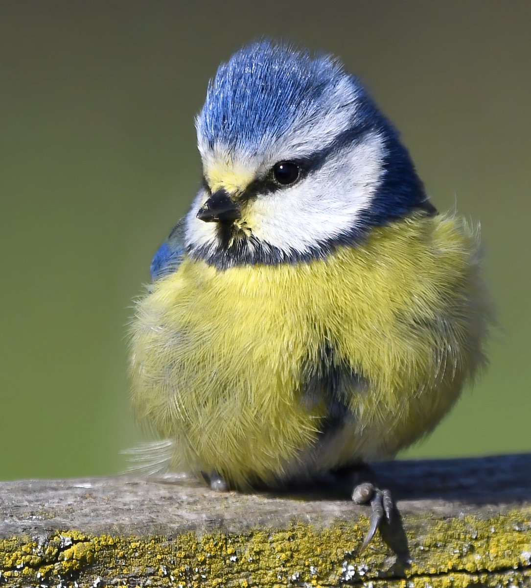 Carl Bovis tweet media