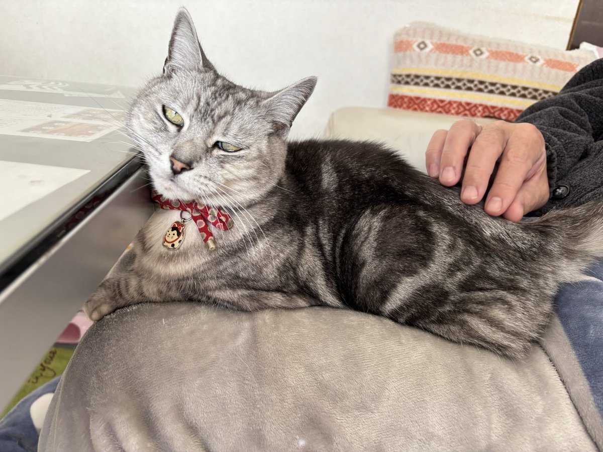 おはようございます☀ 下僕👨の膝占領中のさくら🌸 テレワーク始まっ