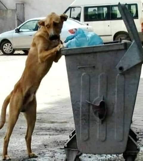 CuoreIschitano's tweet photo. #RANDAGIO....

Nei suoi occhi tutto lo sconforto del mondo....
La sua solitudine tocca il profondo...
Anima in pena senza futuro che della 
vita ha colto l'amaro, nota dolente di 
una indifferenza silente che miete 
vittime schiacciate dal niente.
⬇️ https://t.co/SwMJZYpIRK