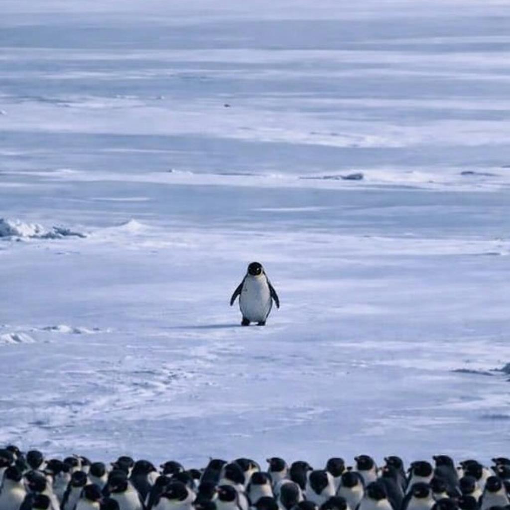 ReturnColony's tweet image. The Nietzschean Penguin once left the colony, searching for something greater.

Meaning. Growth. Individual ascent.

In bull markets, we explore.
We venture outward. We take risks.

In bear markets, we huddle.
We protect each other. We survive together.

A Penguin cannot survive…