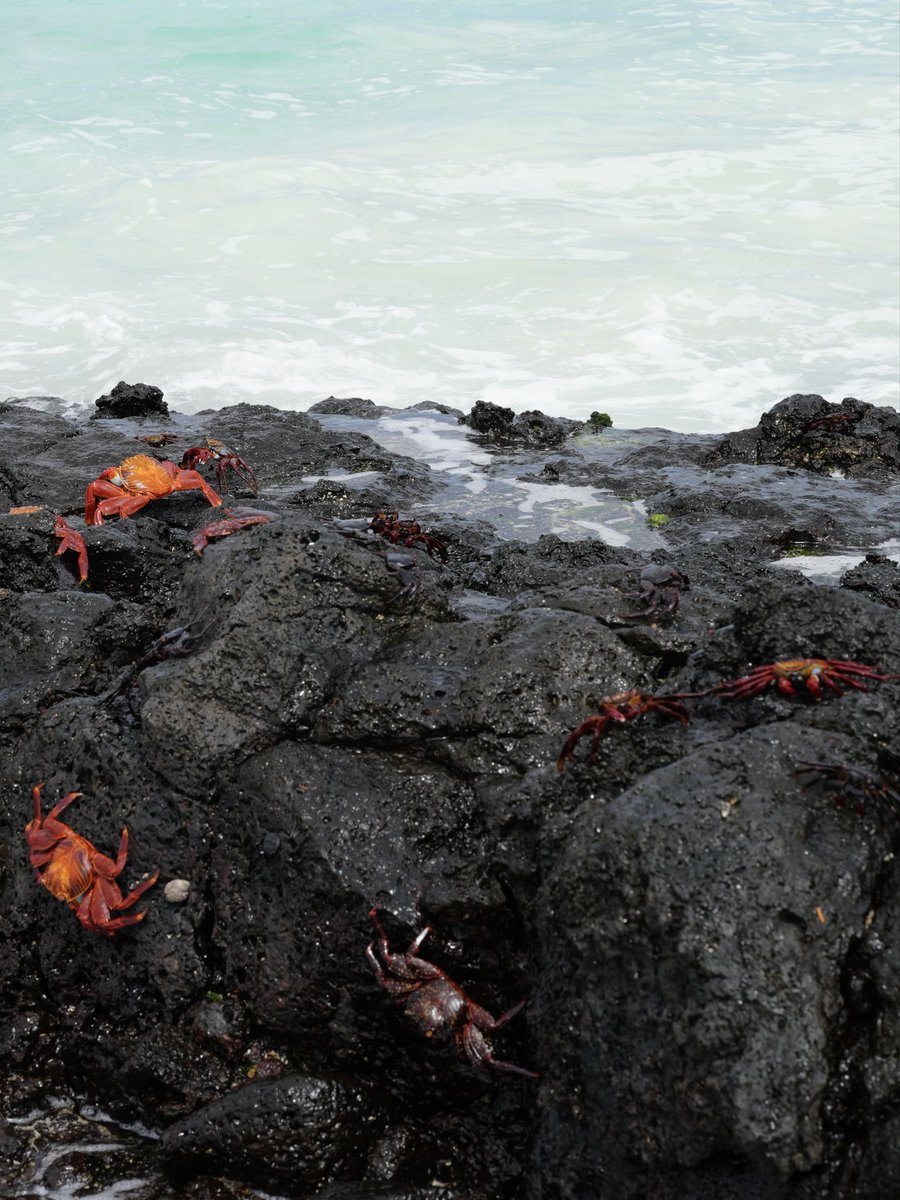 hellonatterrrs's tweet photo. Sally Lightfoot crabs 🦀🦀🦀🦀
#Galapagos #nationalpark #marinelife #natgeo #natgeowildlife https://t.co/qecr1TVtJD