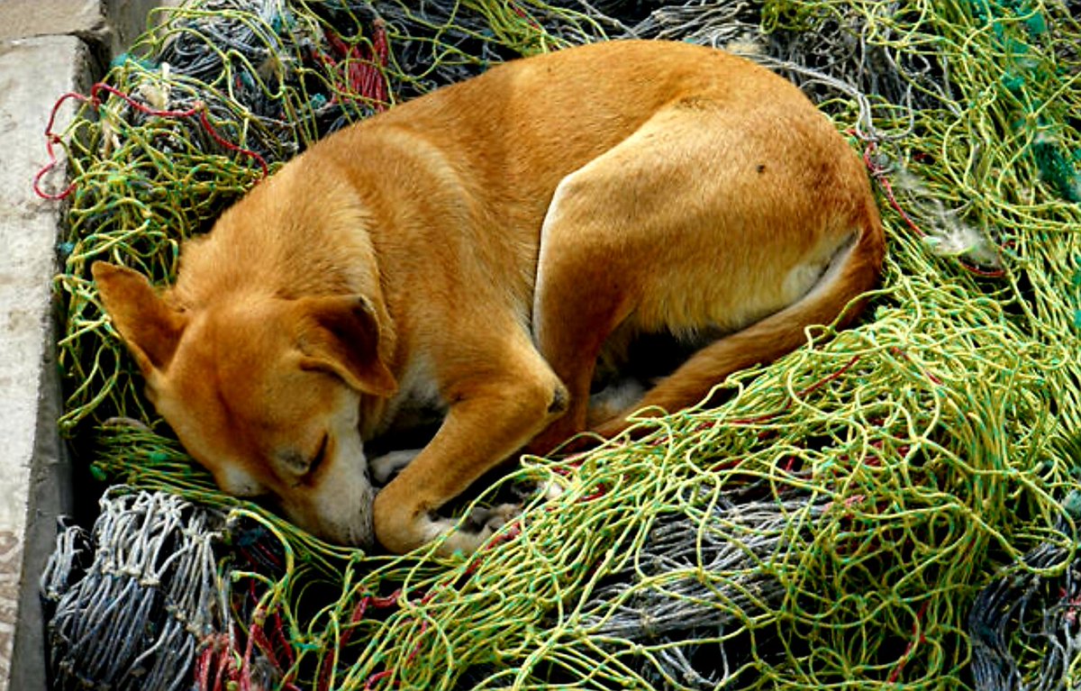 El abandono de animales es uno de los actos más despiadado del ser humano.
