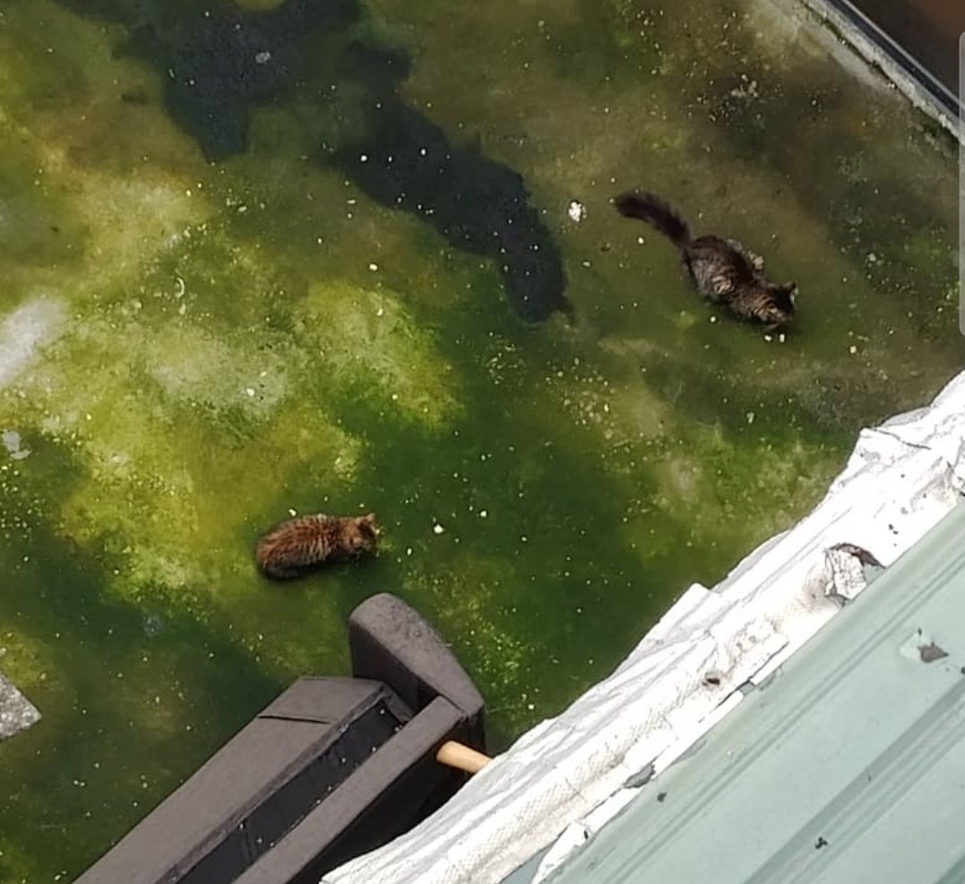 camilamarilis's tweet photo. @comunidadgye Mis vecinos se cambiaron de casa y abandonaron al gato en el patio, ahora un gatito cayó del techo y no hay manera de rescatarlo. Se llamó a @alcaldiagye ellos dicen q es con el @ECU911_ y estos dijeron q no. En fin nadie ayuda a rescatarlos de ahí. No sabemos q mas hacer. https://t.co/qJGymkqU2z