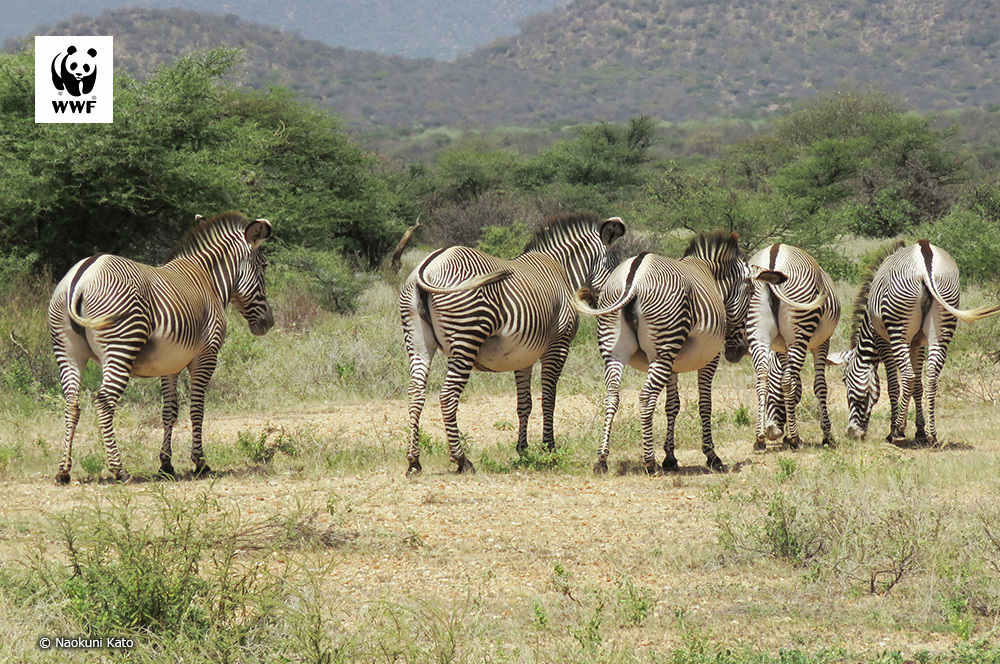 PANDA LOVE♥️ (@PANDALOVE0612) / Posts / X