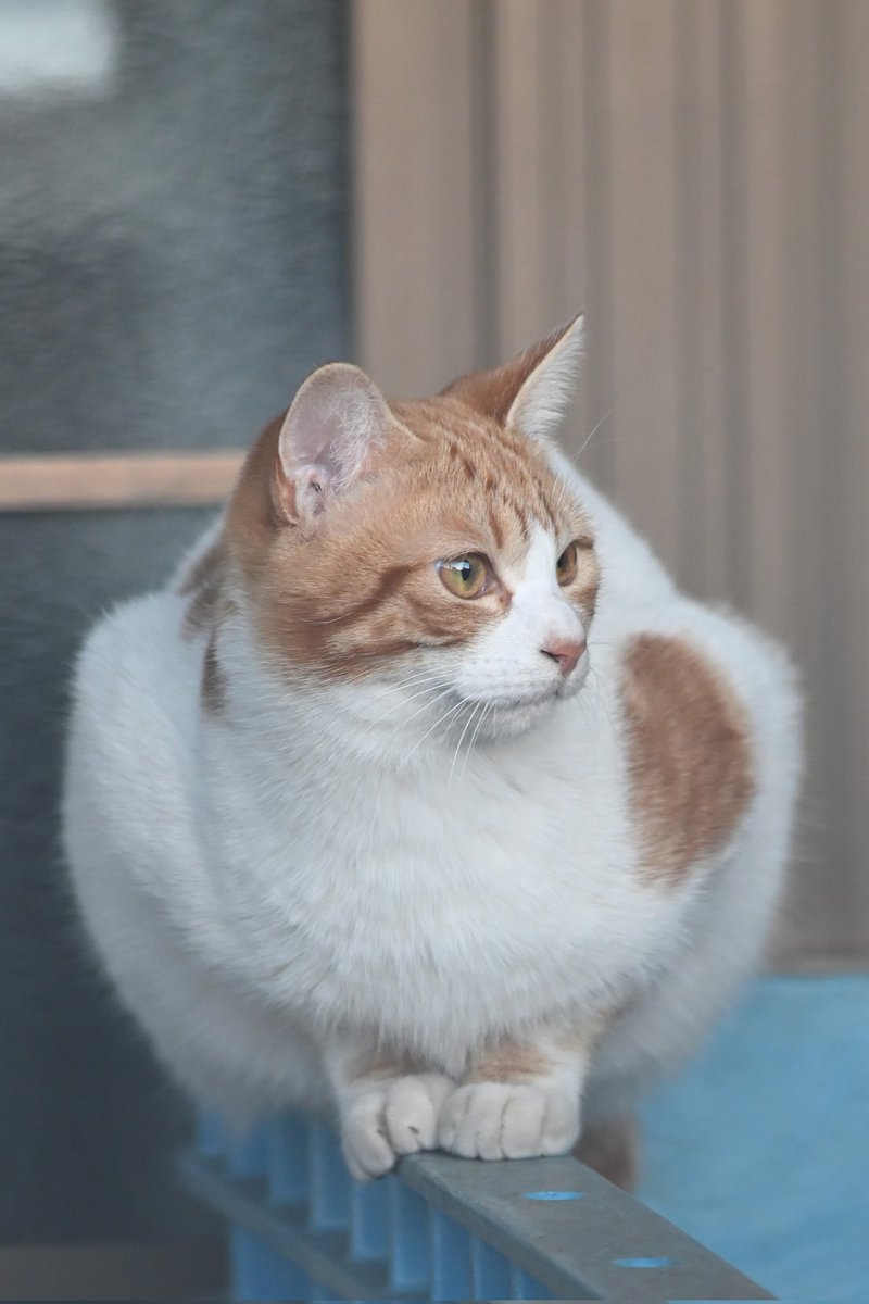 おはようございます。 今日はかなり暖かくなるようです。 カメラ Zf