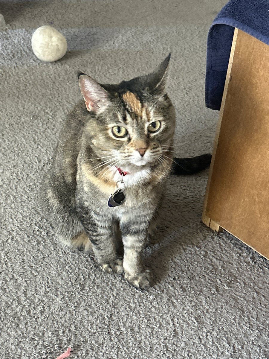 DawnGilcrest's tweet photo. @Notwokenow Princess River the wonder cat https://t.co/zqDWMaWGrg