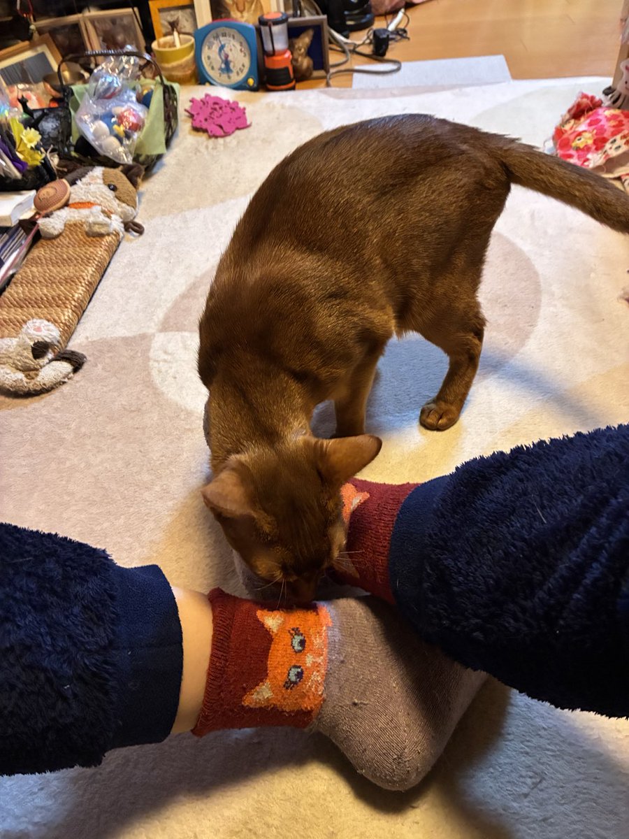 生誕302うちの子221 おはようあんこちゃん フレッシュフレ種フレッシュ