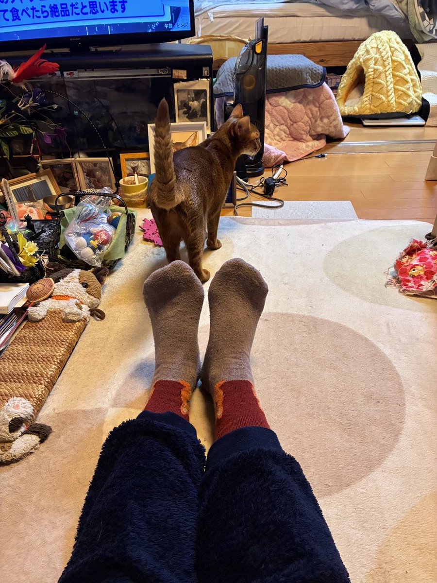 生誕302うちの子221 おはようあんこちゃん フレッシュフレ種フレッシュ