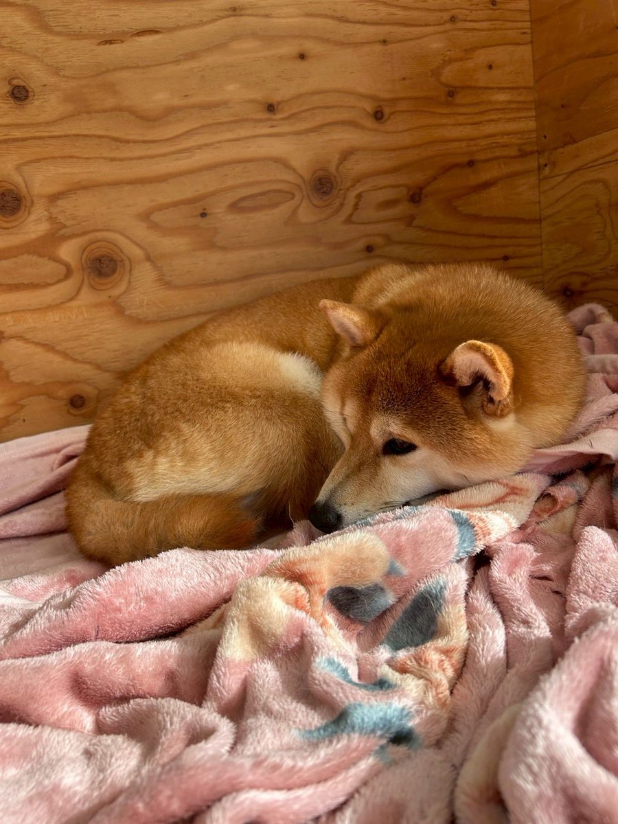 「だれもあそんでくれない」