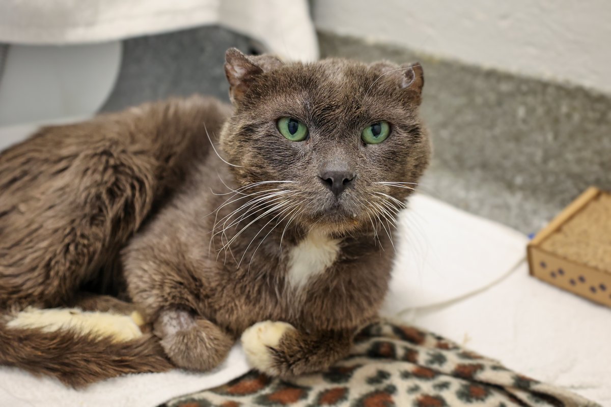 PAWSChicago tweet media