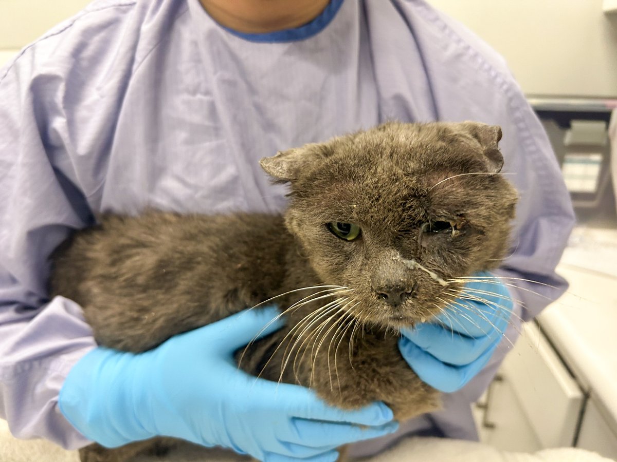 PAWSChicago tweet media