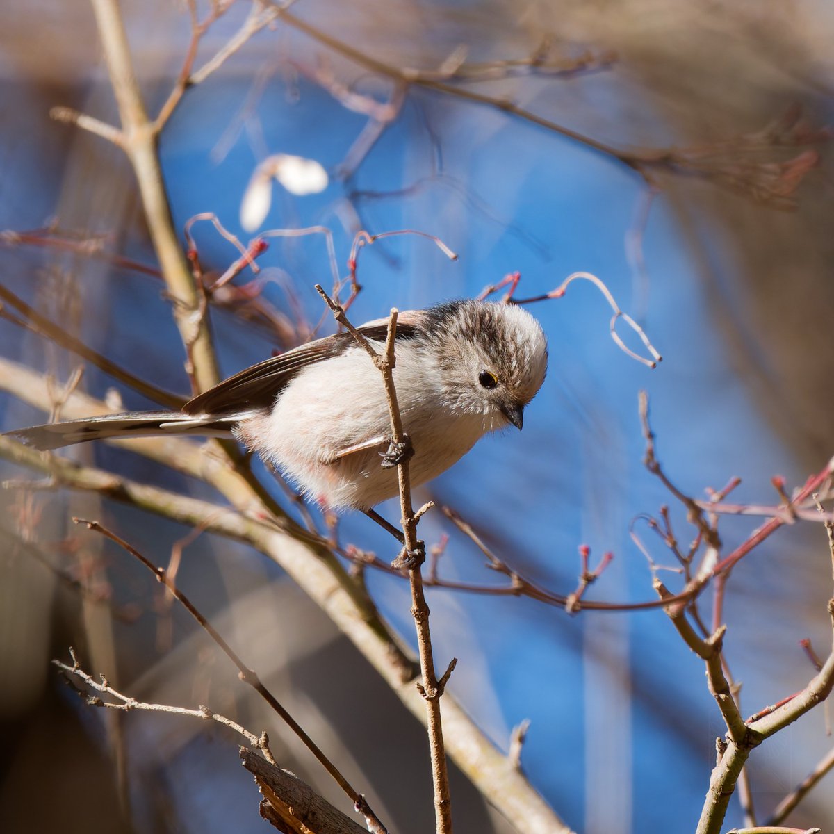 エナガは日本で一番クチバシが小さい鳥だよ。 でも、意外と大きく開く