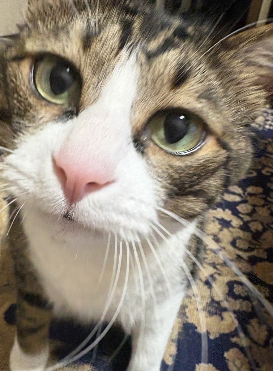 おはようにゃ😽🐾今日もよろしくでーす🍀楽しい週末を✨✨ #猫好きさん