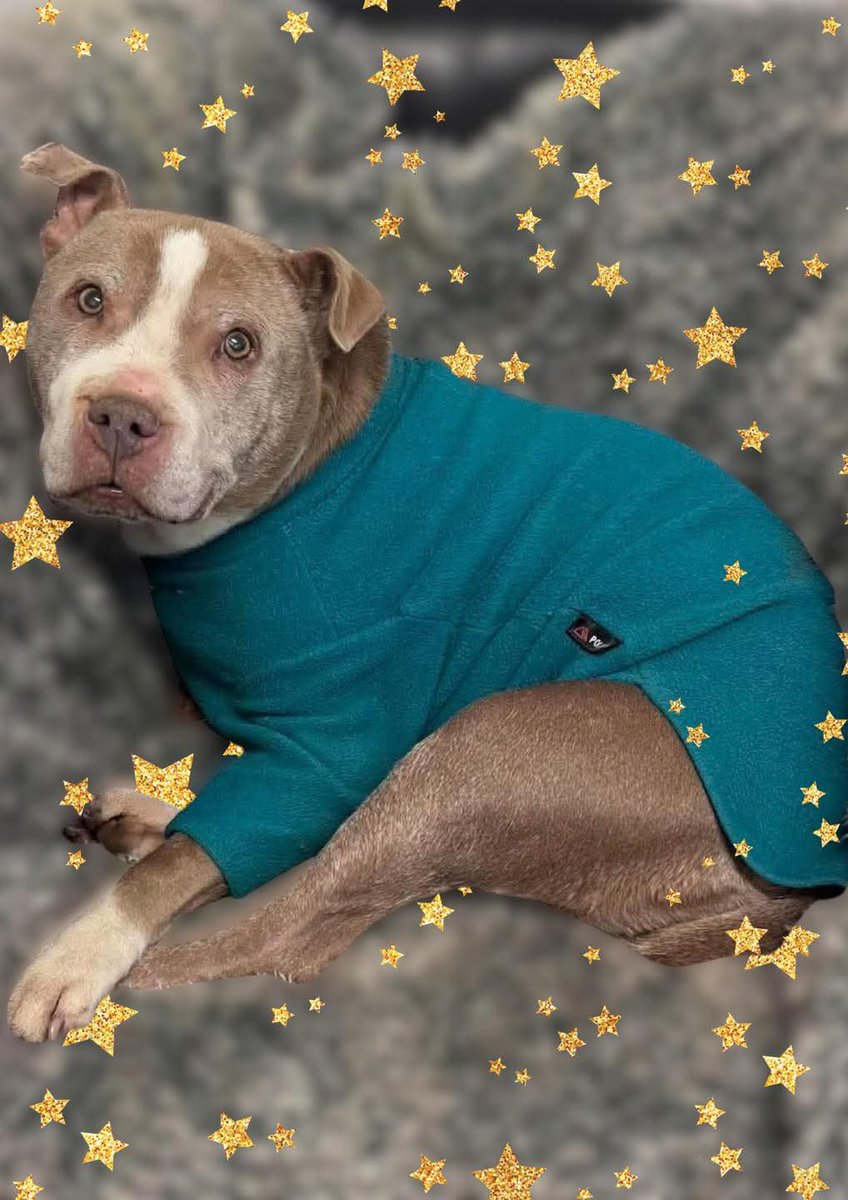 SeniorStaffy's tweet photo. Night night, friends 🤍
Love, Marge 🐶✨

Thank you, as always, for all your love and engagement today - it means the world to us. We’ll be hitting the pillows now, dreaming of our forever 
homes 🏡💭

Paws &amp; love,
Marge 🐾🤍

https://t.co/bnlxIGoDCL #teamzay #AdoptDontShop ♥️ https://t.co/hdYKpiCuqX