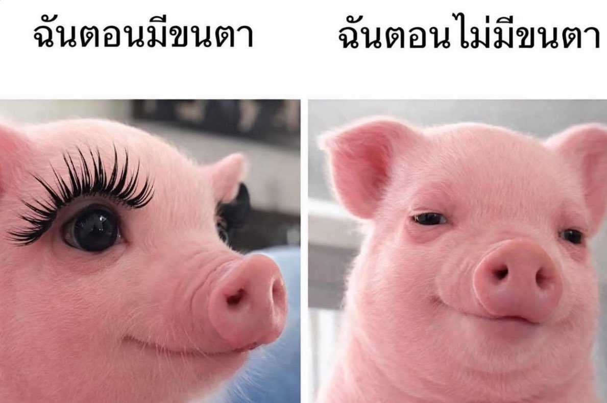 psmark1821's tweet image. อีเหี้ย ตลกมาก5555555555