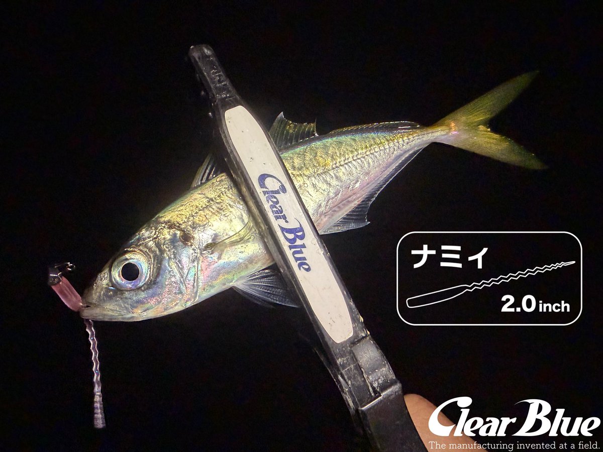 ［ナミィ 2.0inch］
 
渋い状況でナミィが強い！🤣👍
波型形状がアジを呼ぶ！🤣👈

#PR #clearblue #アジング #しんさんの釣り #四国青組