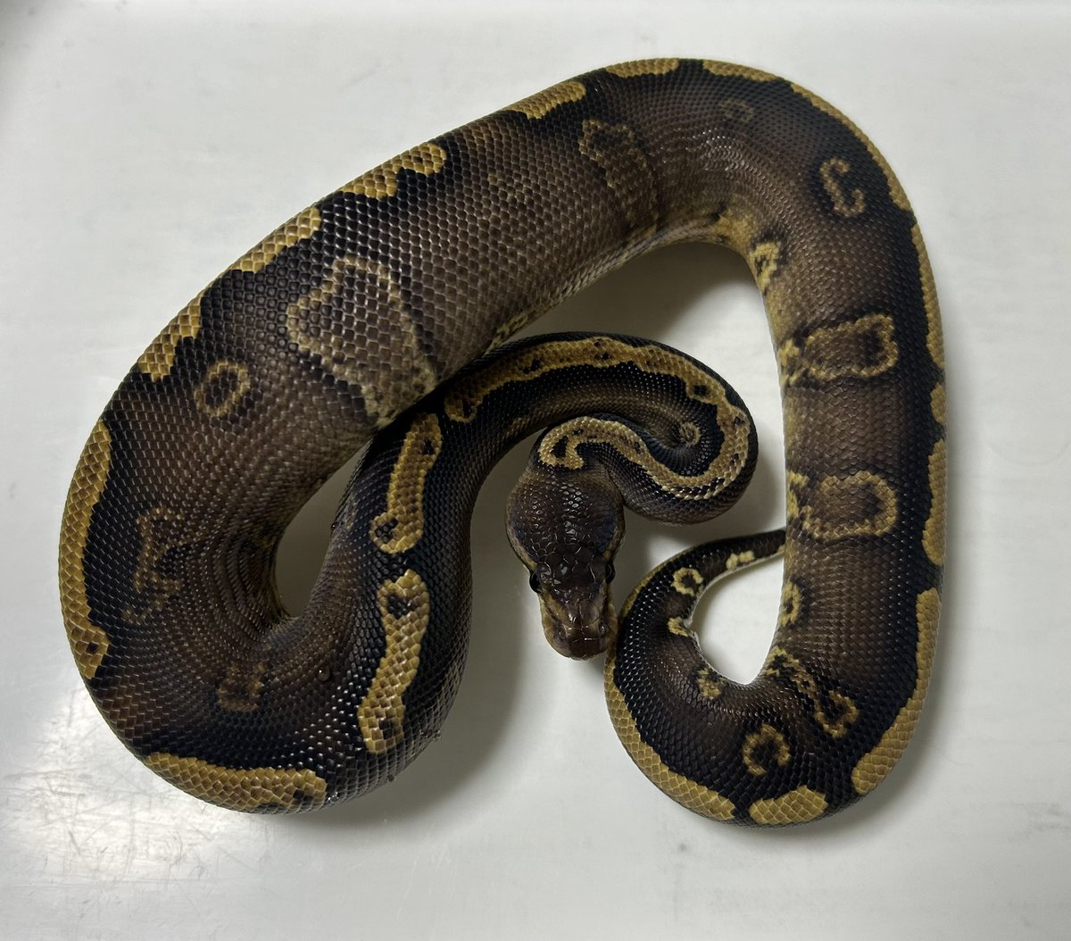 GEEK’S(ギークス) tweet media