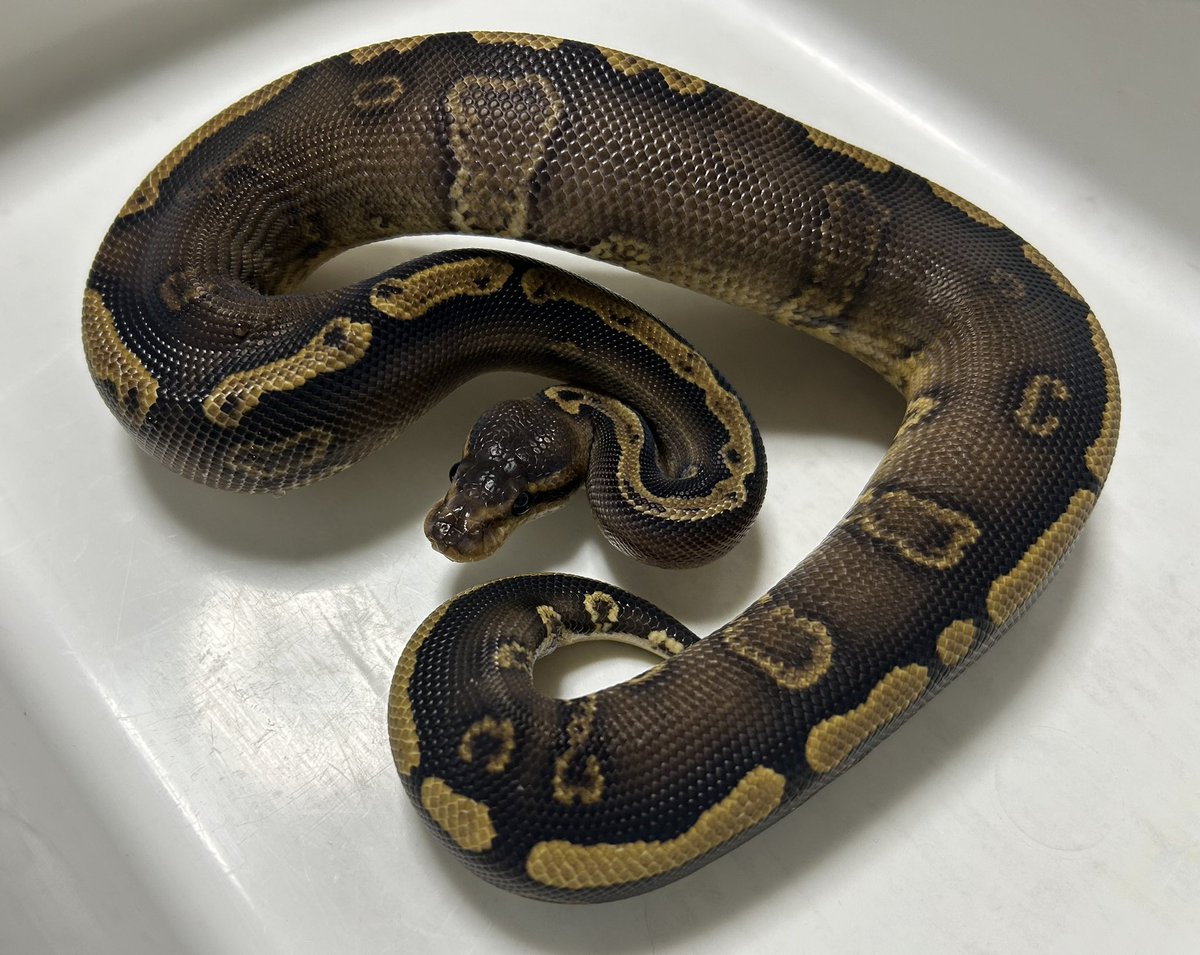 GEEK’S(ギークス) tweet media