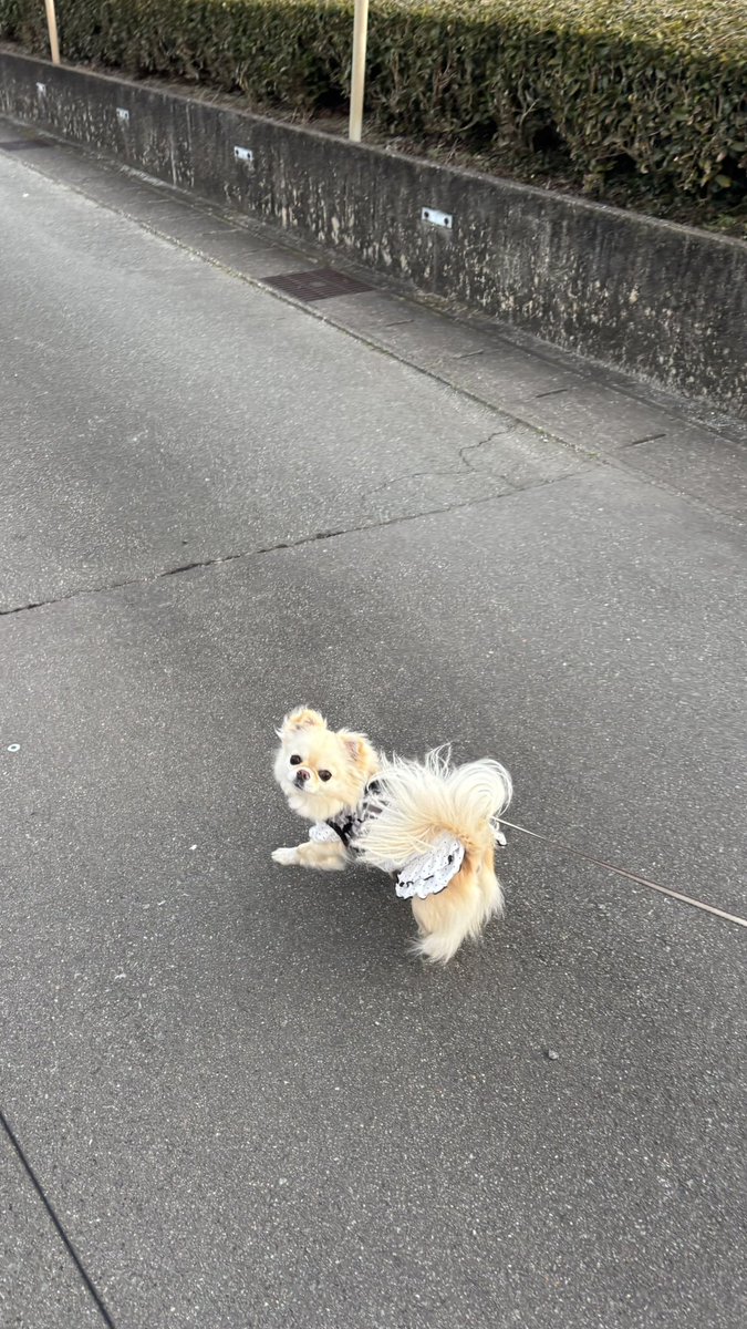 ココちゃんお散歩気持ちいいね✨