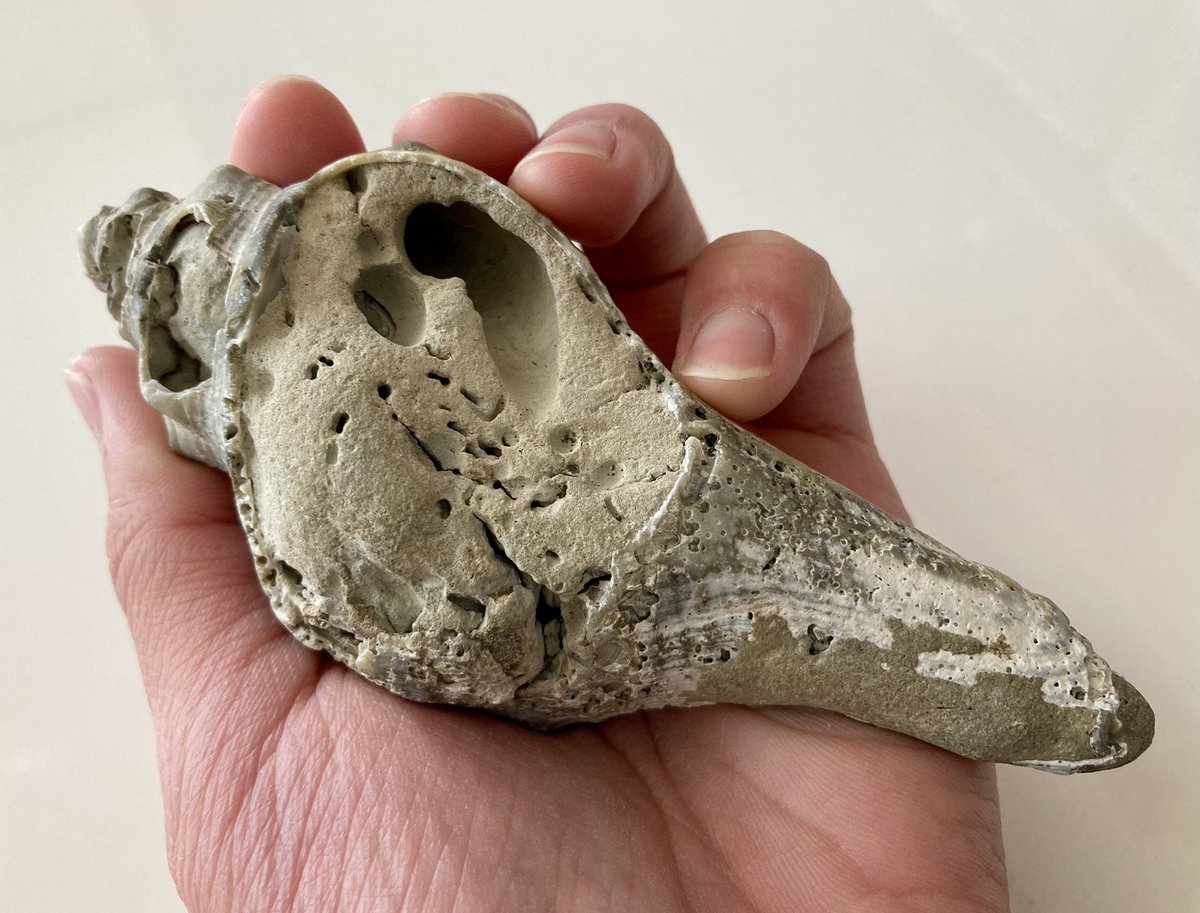 テングニシ 新生代第四紀完新世 少し前に採った化石！全体がコンクリー