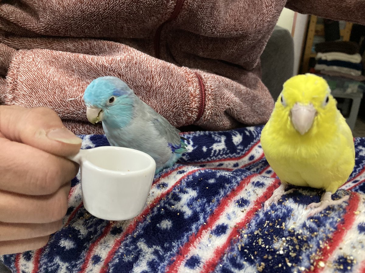 ももとりんちゃん、仲は悪くないけど仲良くなるは気がなくて、共存はできるけど目を合わさない不思議な関係