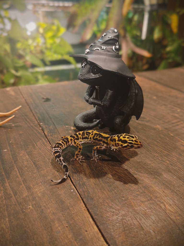 素敵なお写真をありがとうございます🦎🧙‍♀️🖤 Azascale 12.4cm