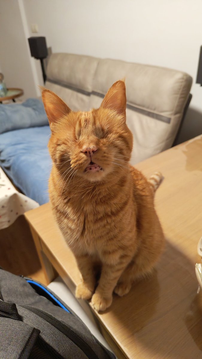 Ni el gato quiere ver el gráfico de $Bitcoin