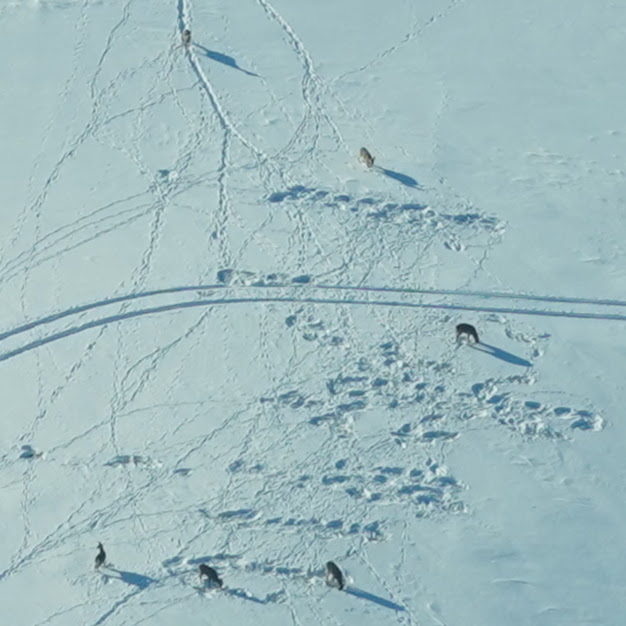 Papple Aviation tweet media