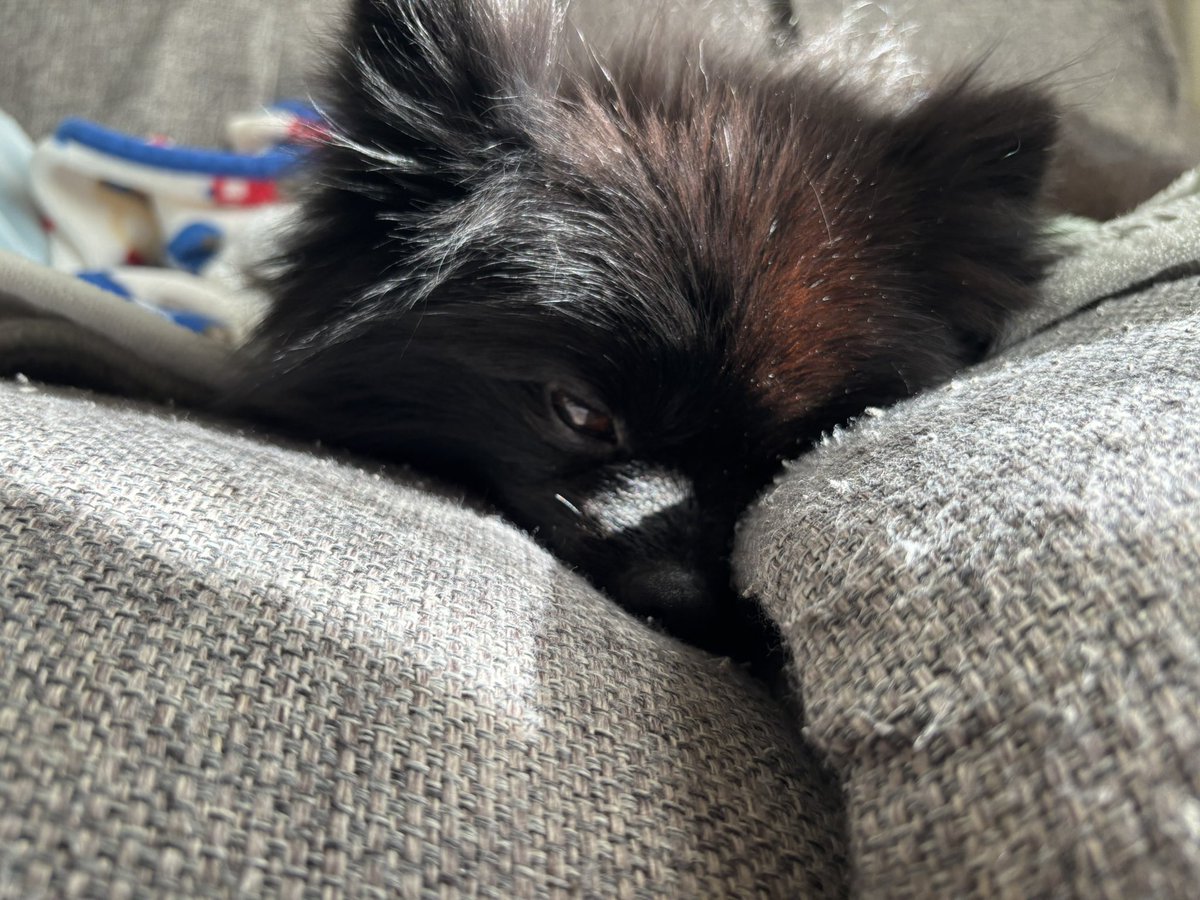 黒ポメラニアンのぷーちゃん (@phoochannel) / Posts / X