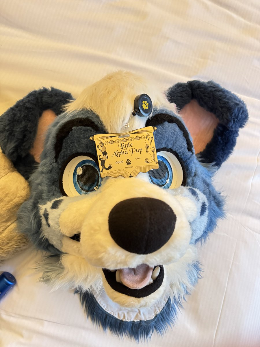 Little Alpha Pup (Milo) 🔜 TFF tweet media