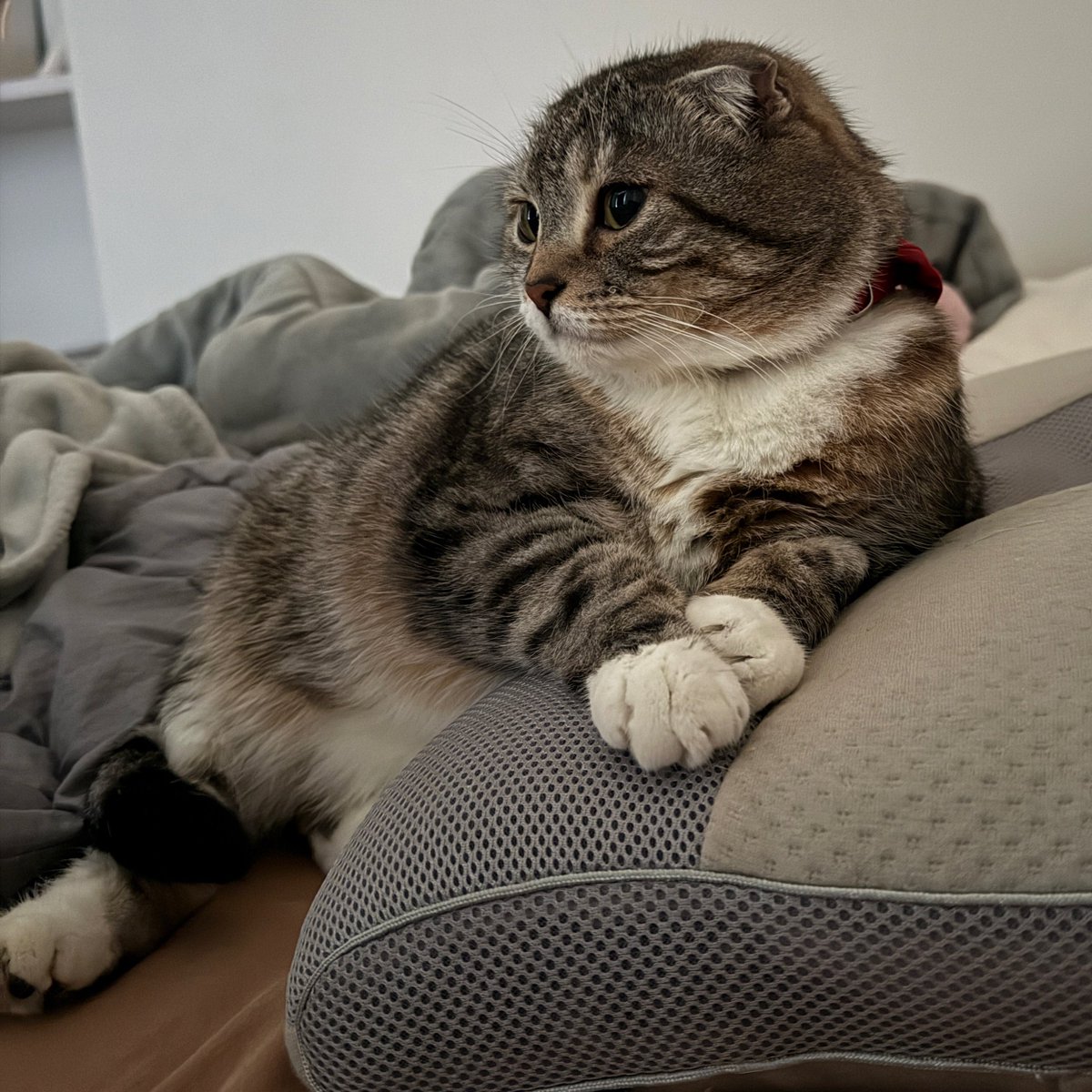 nekozo_cat's tweet photo. 今日はちょっとエレガントか横顔🐱🫶🏻 https://t.co/3bVt6pnTFR